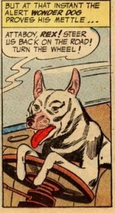 Rex the Wonder Dog Drives A Car